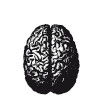 История мозга. 1640 фактов